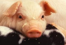 piglet