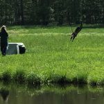 Eagles find new homes at the Pymatuning Reservoir Juvenile eagle