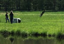 Eagles find new homes at the Pymatuning Reservoir Juvenile eagle