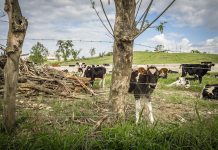 USDA reopens sign-up for farmers recovering from disasters disaster assistance