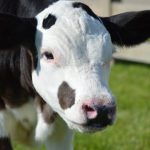 Eliminating dehorning in dairy cattle Hornless cow