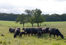 ‘Herd immunity’ comes at a cost angus cattle