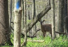 Chronic wasting disease detected on Wayne County farm Deer