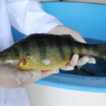 Can fish be bred to grow, mature faster? yellow perch