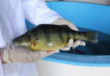 Can fish be bred to grow, mature faster? yellow perch