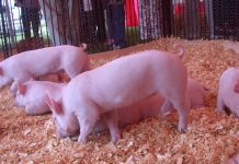 Ohio State Fair bans ractopamine for hogs in response to markets pigs