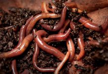 Fish bait: The business of nightcrawlers worms