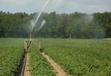 How to choose the right irrigation system potato field irrigation system