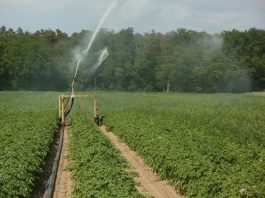 potato field irrigation system