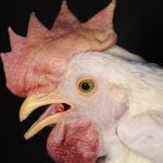 USDA commits $45 million to battle virulent Newcastle disease in poultry Virulent Newcastle Disease chicken