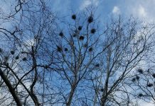 To see nature up close, plan a canoe trip nests in trees
