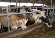 Review feed rations in summer Jersey and Holstein