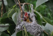 An evening of bird watching Oriole