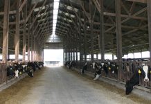 On-farm culture: a tool for fighting mastitis dairy barn