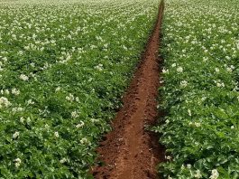 Smoothing things over for ag potato field