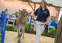 National Jersey Heifer Sale breaks records Heifer sale