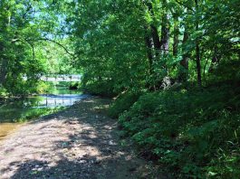 Riparian zone near a stream