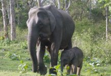 1881 study looked at elephant’s milk elephants