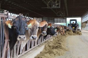 Feeding dairy cattle