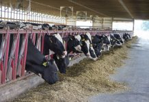 2020 looked a lot like 2019 for Ohio dairy farms Quality feed