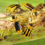 Can biocontrol nematodes combat corn rootworm? corn Rootworm