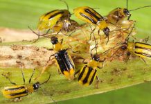 Can biocontrol nematodes combat corn rootworm? corn Rootworm