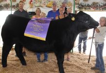 Trumbull County Fair sale results 2018 Trumbull grand steer
