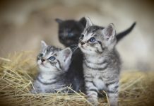 barn kittens