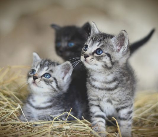 barn kittens