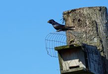 Watch a purple martin nest online and learn purple martin