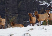 ‘Landscape of Fear’ not so scary after all elk in yellowstone