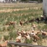 Virulent Newcastle Disease confirmed at live bird market Pastured poultry