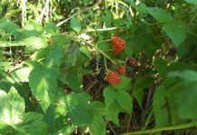 How to find blackberries, black raspberries and black dewberries blackberries