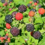 Check berry crops for winter injury black raspberry