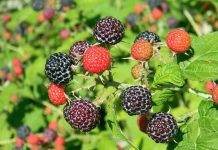 Check berry crops for winter injury black raspberry