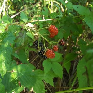 blackberries