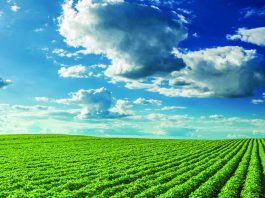 Farmers want trade partners, not handouts soybeans