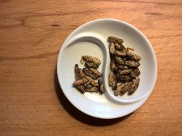 Eating crickets may be good for your gut edible crickets