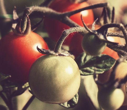 tomato