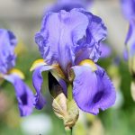 Watch for signs of iris borers before it’s too late iris