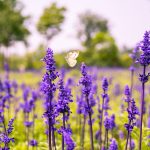 How to fill your garden with fall colors Purple Salvia