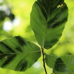 ODNR urges Ohioans to report beech leaf disease beech leaf disease