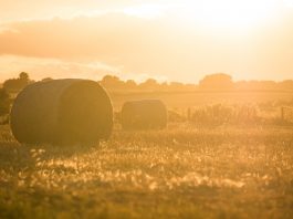 hay bales