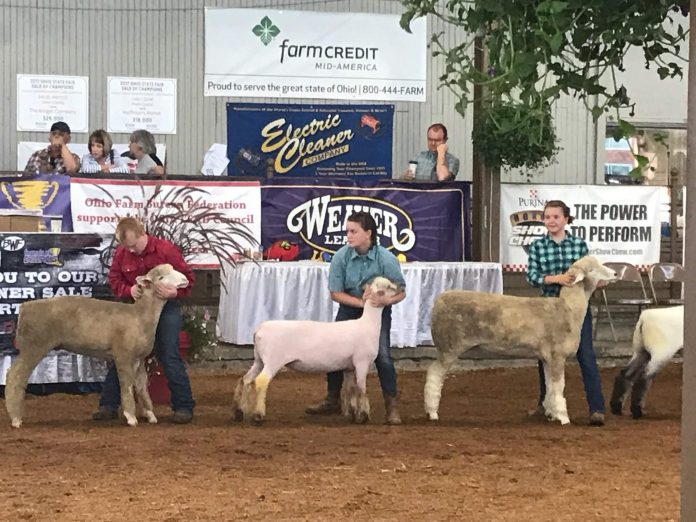 sheep showmanship