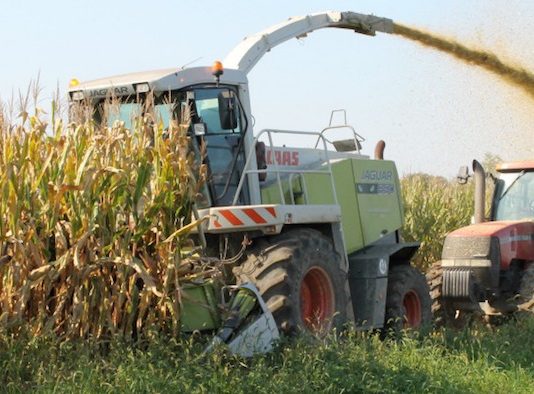Managing wild yeast challenges in your corn silage chopping corn silage