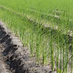 Beetles may ruin asparagus patch asparagus