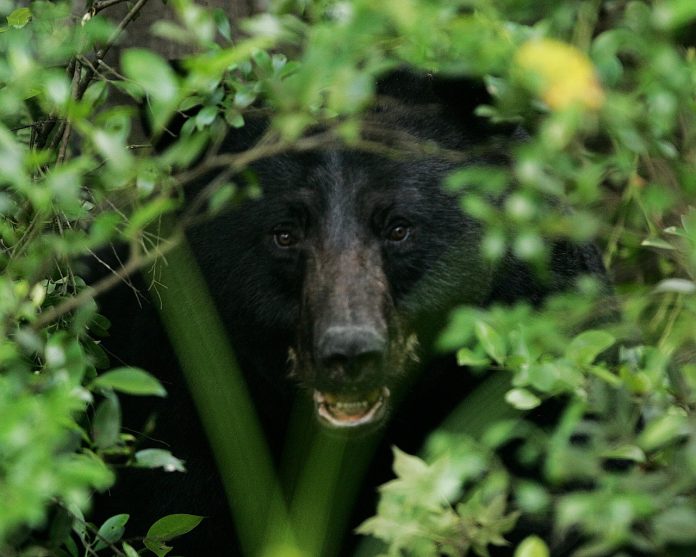 black bear