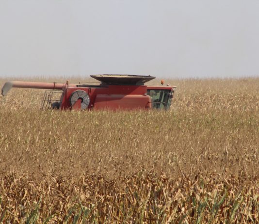 combine in corn field