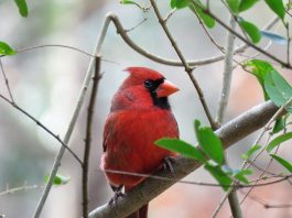 cardinal