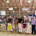 Kikos show Supreme Champion canfield dairy show